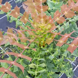 Mahonia 'soleil d'hiver' (Mahonia × media) — feuillage piquant vert et bronze en rosette · Pot 3L Touffe