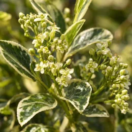 Fusain du japon 'Silver king' (Euonymus japonicus) — grappes de petites fleurs blanches et feuillage panaché