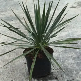 Yucca glorias (Yucca gloriosa) — plante graphique à longues feuilles étroites en pot · Pot 3L