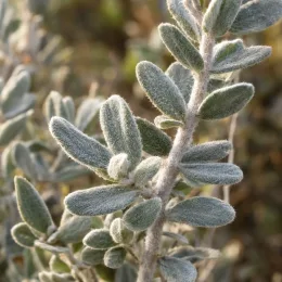 Sauge du désert (Leucophyllum frutescens) — gros plan sur rameau aux feuilles duveteuses · Photo d'illustration