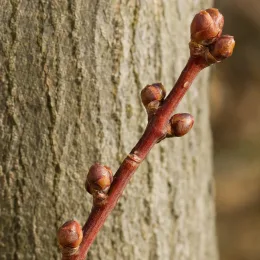 Tilleul commun 'Pallida' (Tilia europaea) — rameau avec plusieurs bourgeons sur tronc d’arbre