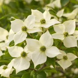 Cornouiller du japon 'Milky way' (Cornus kousa) — grappes de bractées blanches à cœur vert · Photo d'illustration