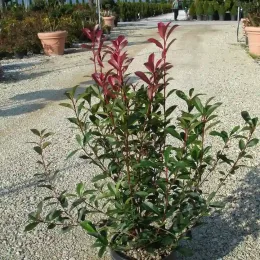 Photinia Fraseri Carré Rouge — arbuste en pot sur allée de pépinière · Pot 10L