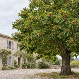 Châtaignier 'Precoce de vans' (Castanea sativa) — grand arbre chargé de bogues devant maison en pierre · Photo d'illustration
