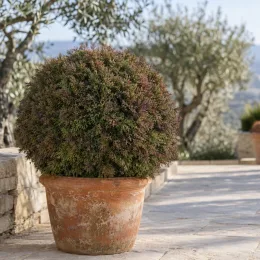 Cèdre du japon 'Vilmoriniana' (Cryptomeria japonica) — arbuste dense arrondi dans grand pot en terre