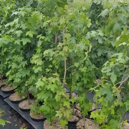 Copalme d'Amérique (Liquidambar styraciflua) — jeunes arbustes feuillus alignés en pots noirs · Pot 3L Baliveau