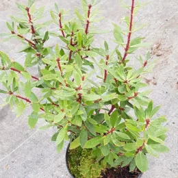 Poivre de tasmanie (Drimys aromatica) — jeune arbuste ramifié au feuillage vert en pot · Pot 2.5L Touffe