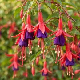 Fushia 'Hardy' (Fuchsia bernisser) — clochettes bicolores pendantes sur feuillage vert · Photo d'illustration