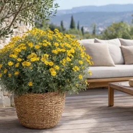 Marguerite des savanes (Euryops pectinatus) — buisson fleuri jaune en pot tressé sur terrasse · Photo d'illustration