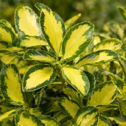 Fusain du japon 'Duc d anjou' (Euonymus japonicus) — feuillage panaché vert bordant un centre jaune
