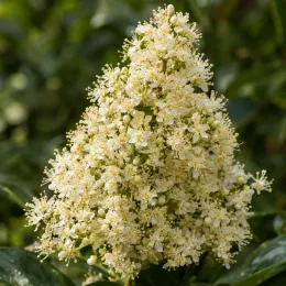 Pileostegia (Pileostegia viburnoides) — grosse panicule de petites fleurs blanches · Photo d'illustration