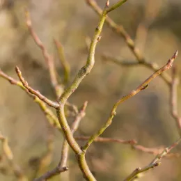 Saule de napoléon 'Crispa' (Salix matsudana) — rameaux tortueux nus sur fond flou uniforme · Photo d'illustration