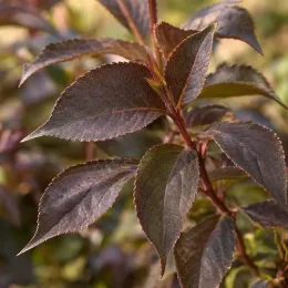 Weigelia 'Nana purpurea' (Weigela floribunda) — gros plan sur jeunes feuilles pourpres dentelées