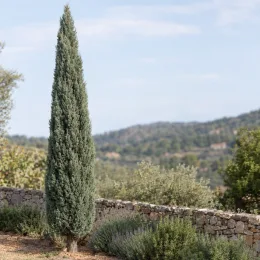 Cyprès de l'arizona 'Fastigiata' (Cupressus arizonica) — conifère étroit dressé devant un muret