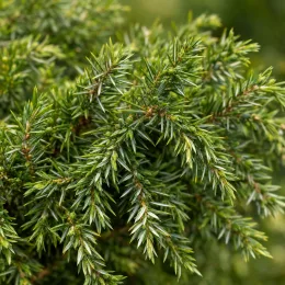 Genévrier commun 'Corielagen' (Juniperus communis) — gros plan sur feuillage dense et piquant