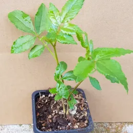 Poivrier du sichuan (Zanthoxylum piperitum) — jeune plant vert en pot plastique · Godet