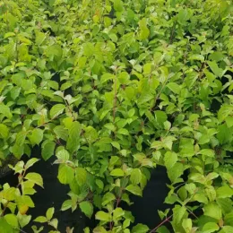 Cornouiller sanguin 'Midwinter fire' (Cornus sanguinea) — denses jeunes tiges feuillues vertes en pépinière · Pot 3L