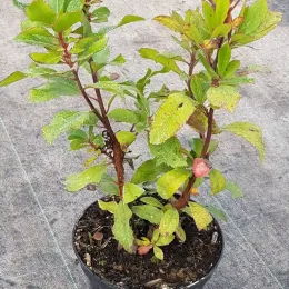 Arbousier. arbre aux fraises 'Rubra' (Arbutus unedo) — jeune arbuste au feuillage vert en pot · Pot 2.5L