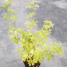 Eleuthérocoque de siebold 'Variegatus' (Eleutherococcus sieboldianus) — jeune arbuste au feuillage panaché vert clair · Pot 3L Touffe