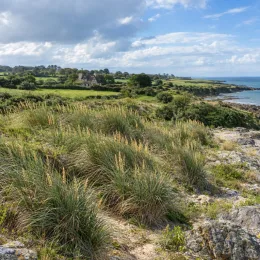 Ammophylla (Ammophylla arenaria) — touffes d’herbe hautes sur côte rocheuse côtière · Photo d'illustration
