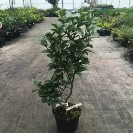 Citronnier 'Lunario' (Citrus limon) — arbuste vert en pot sur allée de pépinière · Pot 5L Touffe