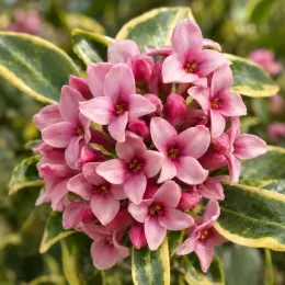 Daphne odora 'Aureomarginata' — gros plan de fleurs roses entourées de feuilles panachées · Photo d'illustration