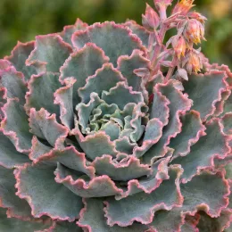 Succulente 'Pink frills' (Echeveria shaviana) — rosette charnue aux bords rosés et hampe florale · Photo d'illustration