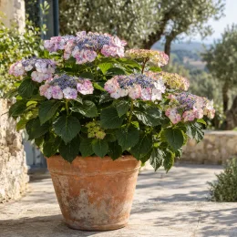 Hortensia 'So long starlit sky' (Hydrangea) — plante fleurie en gros pot sur terrasse · Photo d'illustration