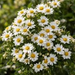 Marguerite de nouvelle-zélande (Olearia haastii) — bouquet dense de petites fleurs blanches · Photo d'illustration