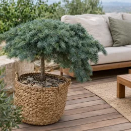 Pin sylvestre 'Albyns' (Pinus sylvestris) — conifère nain en pot tressé sur terrasse