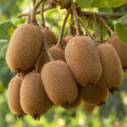 Kiwi 'Solo' (Actinidia deliciosa) — grappe de fruits ovales duveteux sur liane · Photo d'illustration
