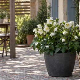 Hellébore 'Whitelady' (Helleborus orientalis) — grand pot gris avec fleurs blanches en terrasse · Photo d'illustration