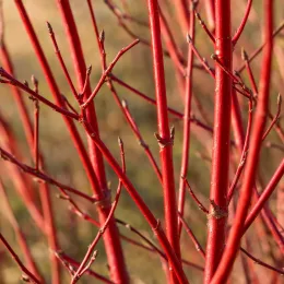 Cornouiller blanc 'Miracle' (Cornus alba) — tiges dressées rouge vif en gros plan · Photo d'illustration