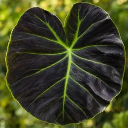 Oreille d'éléphant 'Illustris' (Colocasia esculenta) — gros plan sur une grande feuille sombre nervurée