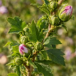 Althéa 'Igloo' (Hibiscus syriacus) — boutons floraux striés de rose sur rameau feuillu