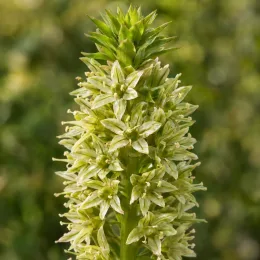 Plante ananas (Eucomis autumnalis) — gros plan sur épi dense de petites fleurs
