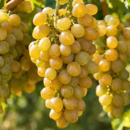Cépage blanc 'Chenin' (Vitis vinifera) — grappes de raisins blancs mûrs en gros plan · Photo d'illustration