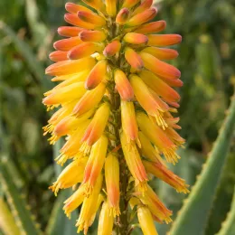 Aloès 'Artic jungle' (Aloe striatula) — grappe dense de fleurs tubulaires jaunes et orangées · Photo d'illustration