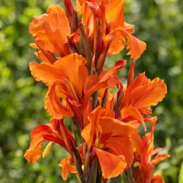Canna géant marabout 'Marabout' — grappes de grandes fleurs orange lumineuses · Photo d'illustration