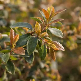 Loropétale de chine 'Ice berry' (Loropetalum chinensis) — rameau avec jeunes feuilles bronze et vertes · Photo d'illustration