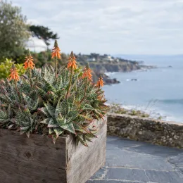 Aloès flocon de neige 'Cleopatra' (Aloe) — succulente fleurie en bac devant paysage marin · Photo d'illustration