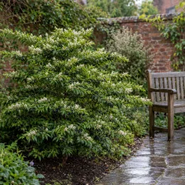 Troène à feuilles obtuses 'Regelianum' (Ligustrum obtusifolium) — arbuste fleuri près d’un banc dans cour pavée · Photo d'illustration
