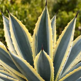 Agave américaine 'Variegata' (Agave americana) — feuillage graphique aux longues feuilles bordées claires
