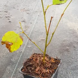 Mûrier à gros fruit rouge 'Red no.2' (Morus) — jeune plant en pot de pépinière · Godet