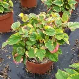 Houttuynia 'Chameleon' (Houttuynia cordata) — plant au feuillage panaché vert jaune rosé en pot · Pot 3L