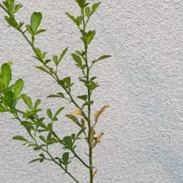 Citrange 'Carrizo' (Citrus sinensis) — jeune tige dressée avec feuillage vert · Pot 2.5L Baliveau