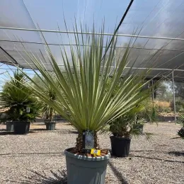 Noisetier 'La siberica' (Nolina hibernica) — grand sujet graphique en pot de pépinière · Pot 35L