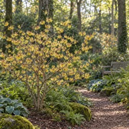 Hamamélis de chine 'Pallida' (Hamamelis mollis) — arbuste fleuri au bord d'un sentier forestier · Photo d'illustration