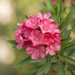 Laurier Rose (rose) (Nerium oleander) — gros plan de grappes de fleurs roses