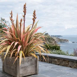 Lin de nouvelle-zélande 'Flamingo' (Phormium tenax) — touffe de longues feuilles panachées en bac bois · Photo d'illustration